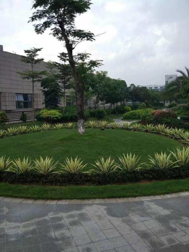 云顶国际8588yd绿化工程-龙岗国宝造币厂绿化养护项目